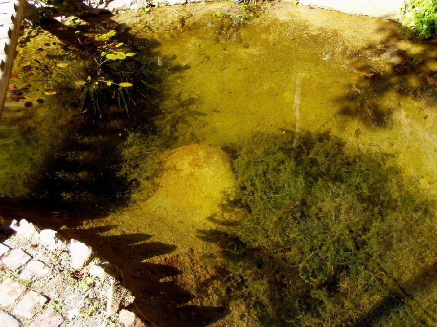 Il Laghetto del Centro di Entomologia - Piombino (LI)